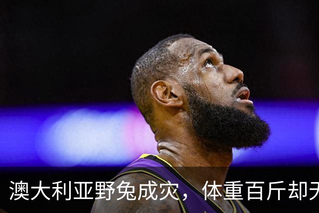 澳大利亚野兔成灾，体重百斤却无人食用，当地人给出答案：不敢吃